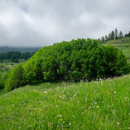 Open «Grove» Thumbnail of the picture «Grove»