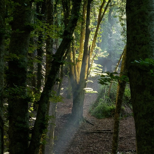Miniatura della fotografia «Luce: Foresta Umbra»