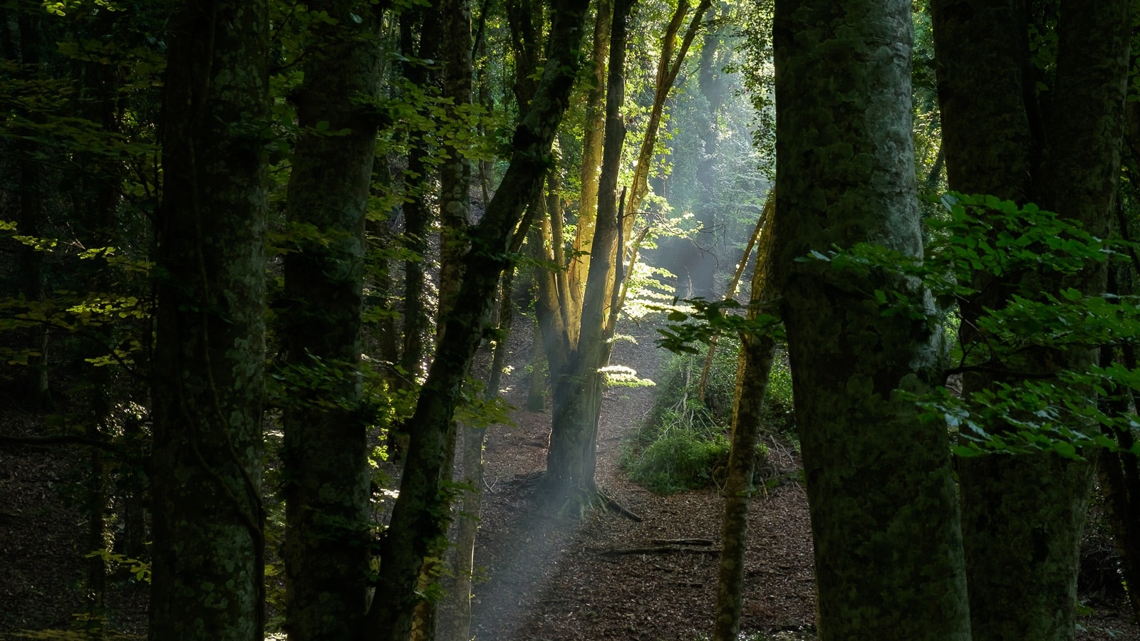 An enchanting scene of a forest path, bathed in sunlight filtering through the trees and illuminating the path ahead. The photo captures an interesting perspective where the camera is placed low on the ground, giving us a unique upward view of the tree trunks lining the path.