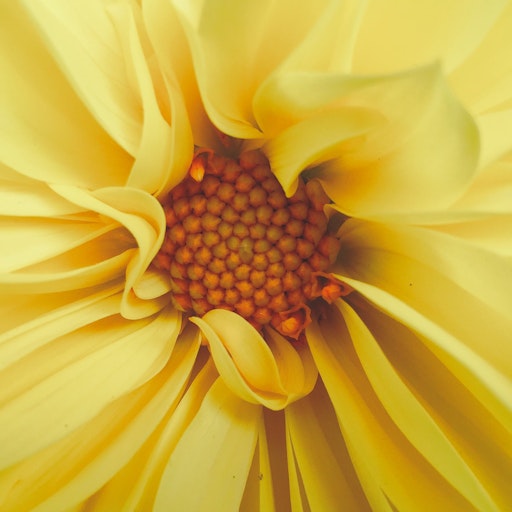 Miniatura della fotografia successiva