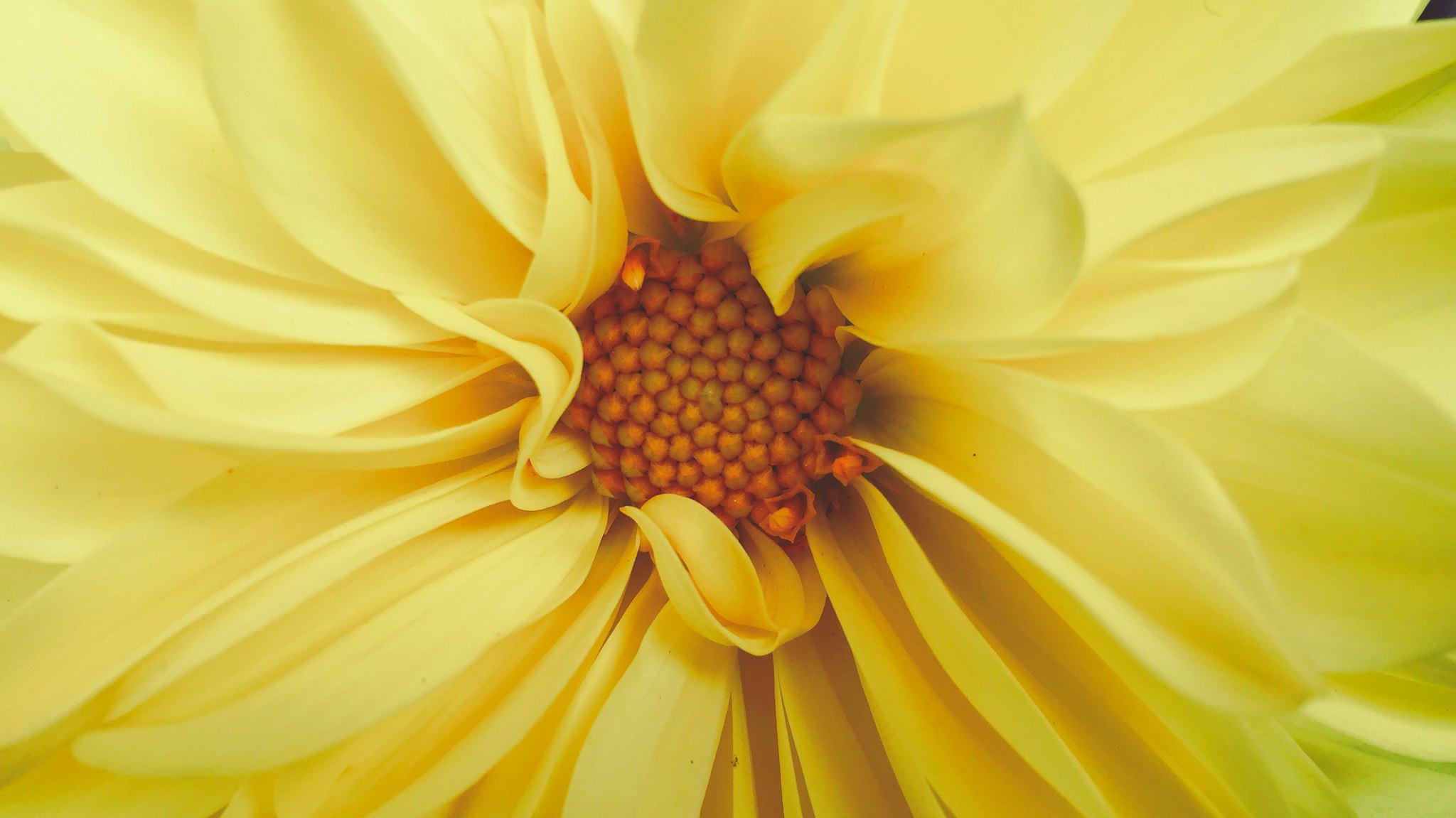 Fiore giallo con effetto cromatico nero e bianco sul fiore, che si presenta in primo piano. Ha molteplici strati di petali che si sovrappongono leggermente, creando un'immagine piena e viva. Il fondo è mutato, consentendo al fiore di essere il punto focale dell'immagine.