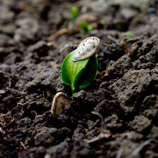 Miniatura della fotografia successiva
