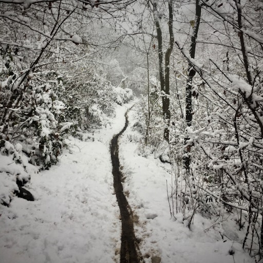 Miniatura della fotografia «Un sentiero nel bosco»