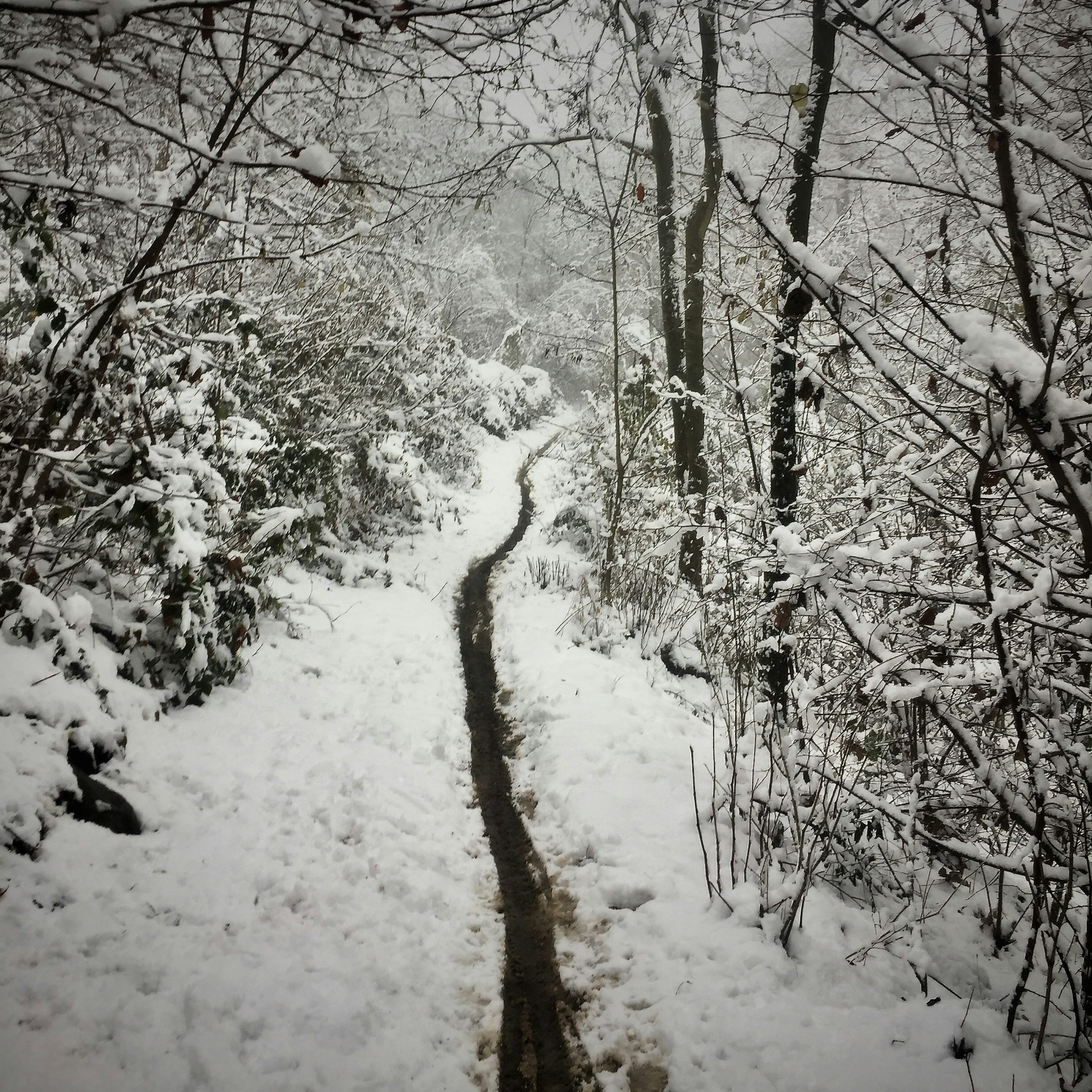 A path through snow-covered ground, surrounded by trees and bushes.