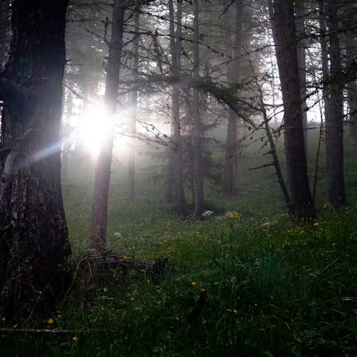 Miniatura della fotografia successiva
