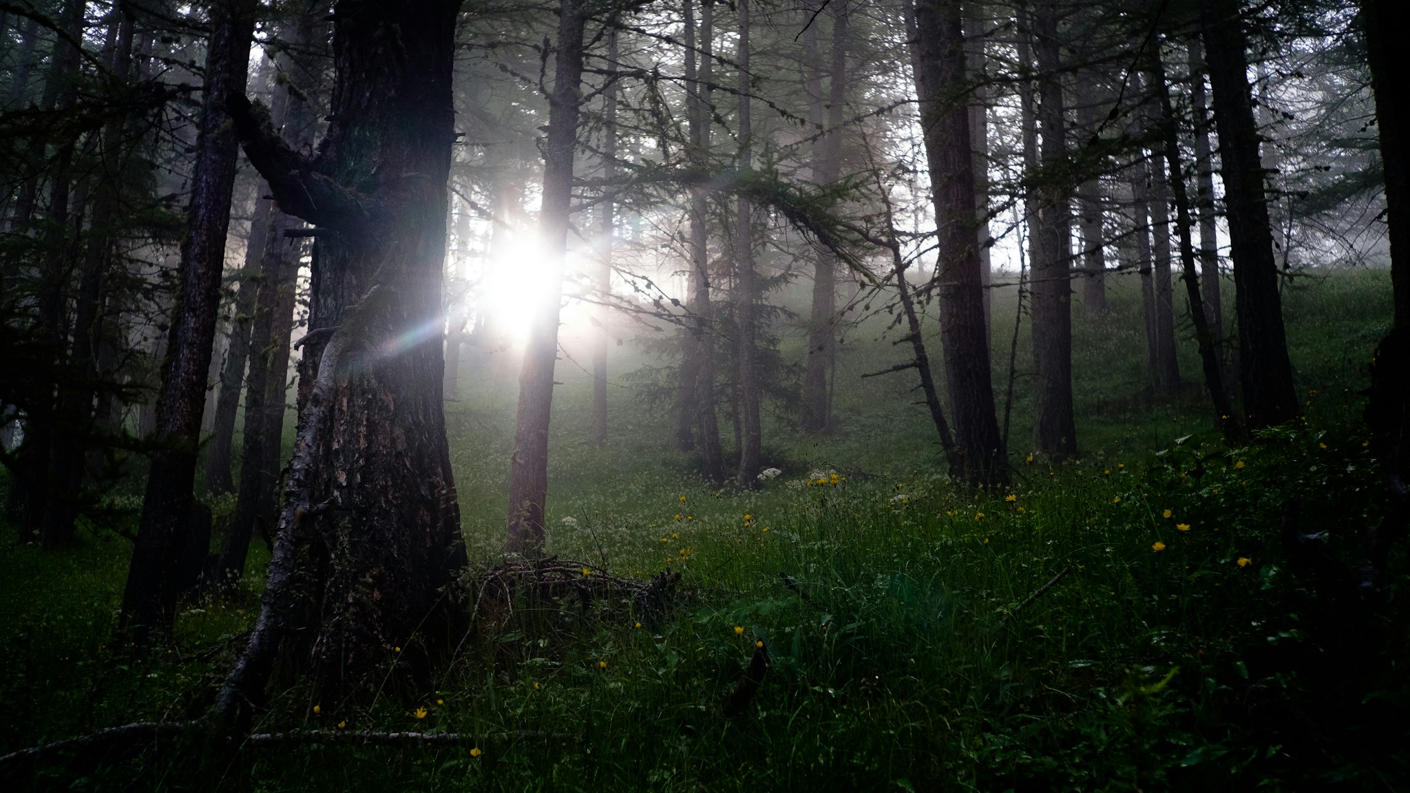 Una tranquila scena di bosco con un alba nebbioso che illumina la valle e gli alberi attraverso la nebbia.