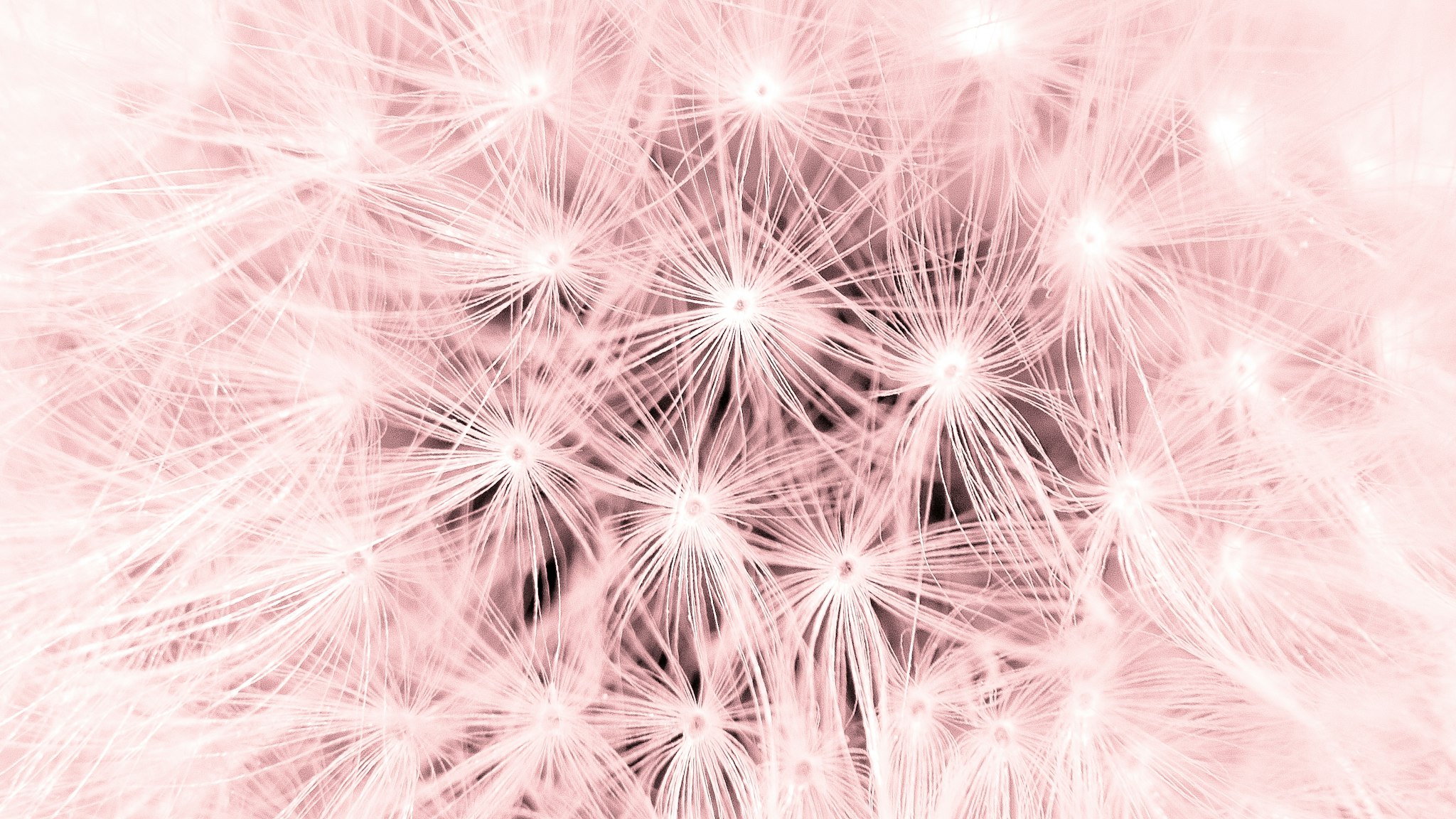 A blurry close-up of a dandelion seed head against a pink background.