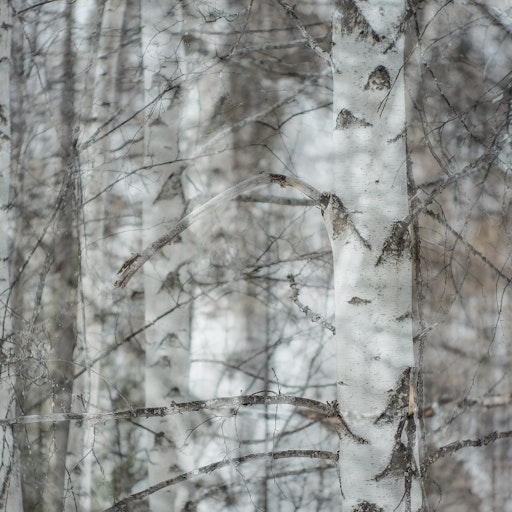 Miniatura della fotografia successiva
