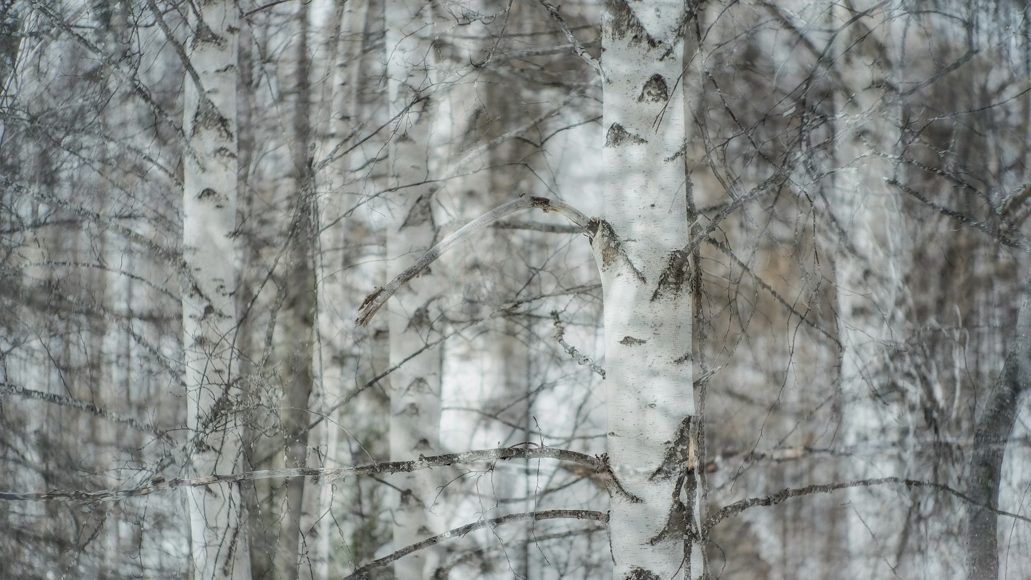 Una foresta di alberi alti con neve sul terreno e rami, visto dall'alto.
