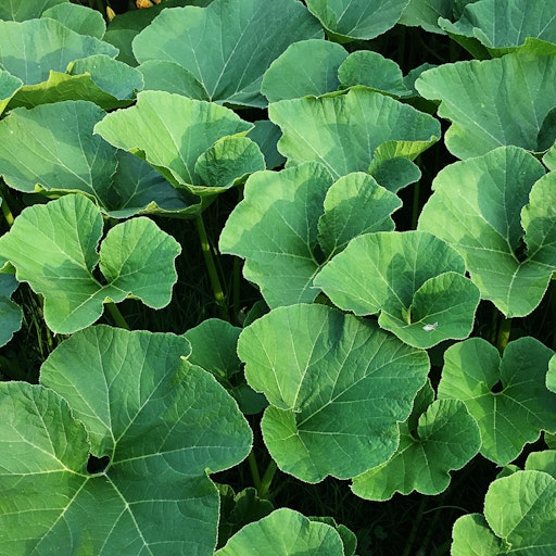 Miniatura della fotografia precedente