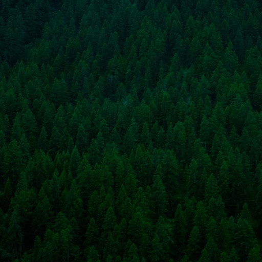 Miniatura della fotografia precedente