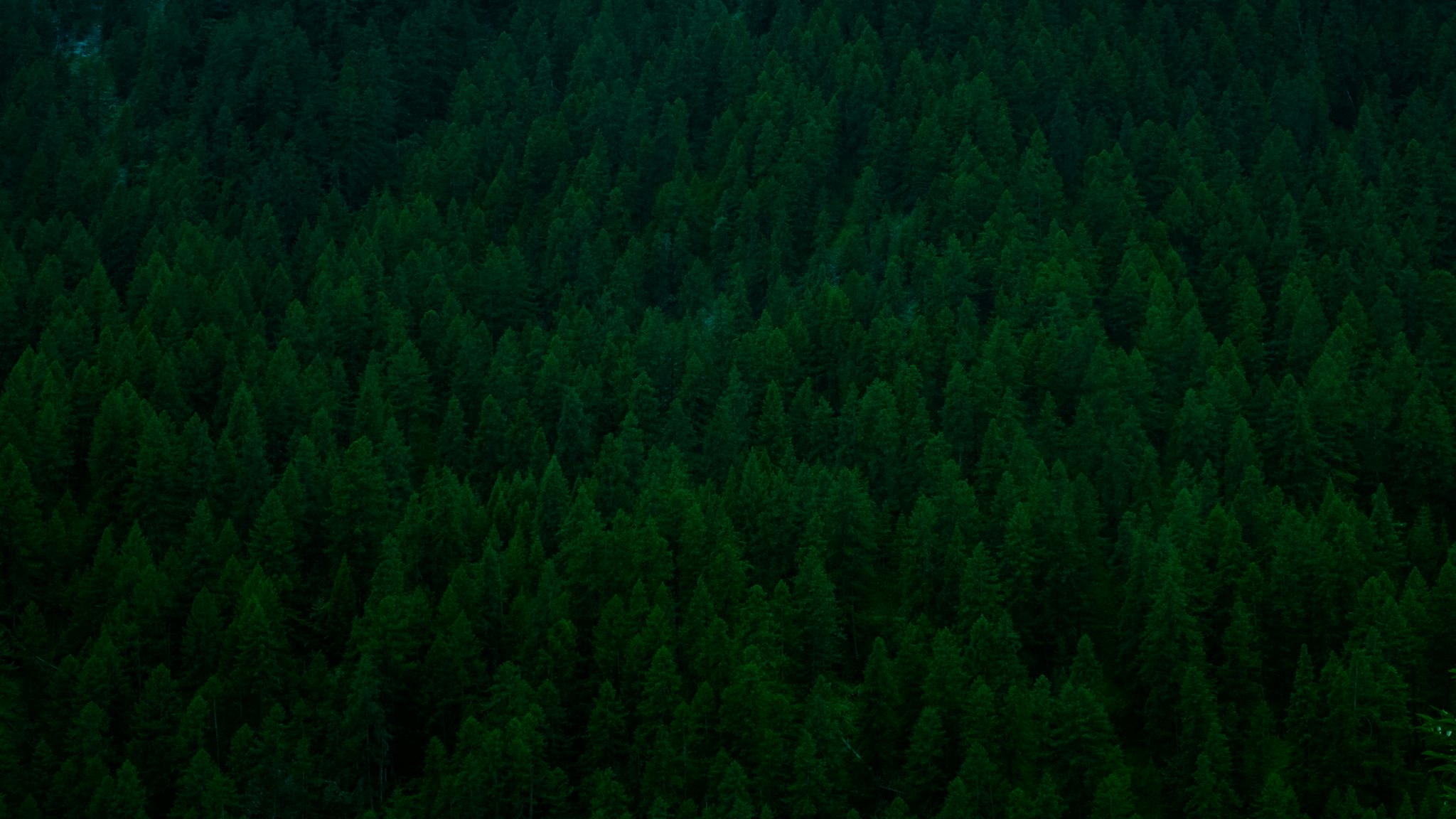 An expansive forest with dark green trees and a hint of blue sky at the horizon.