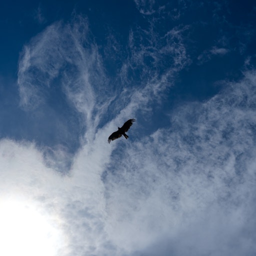 Miniatura della fotografia precedente