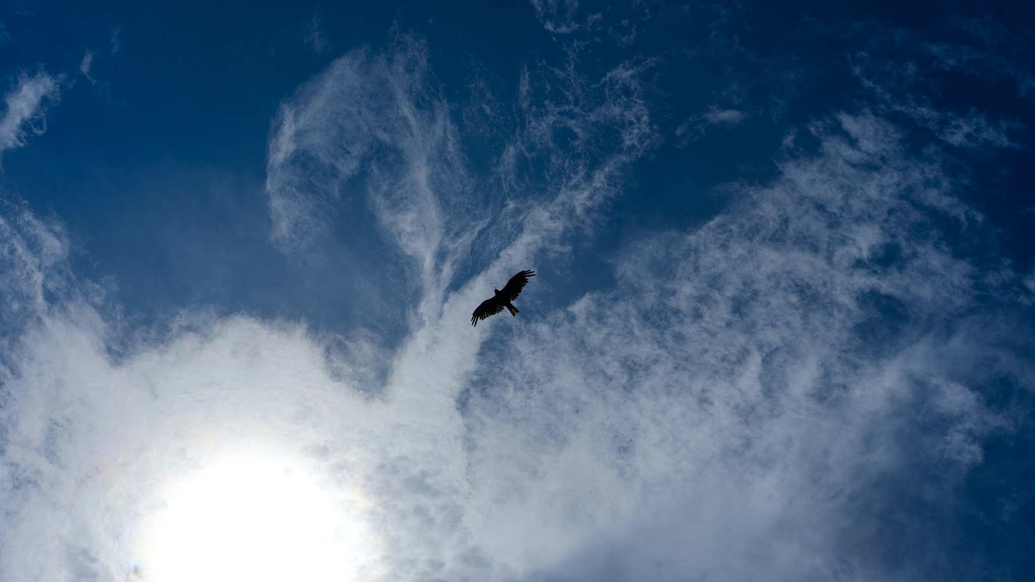Un uccello solitario vola alto nel cielo blu, circondato da nuvole bianche soffici, con il sole che illumina la scena da sinistra.
