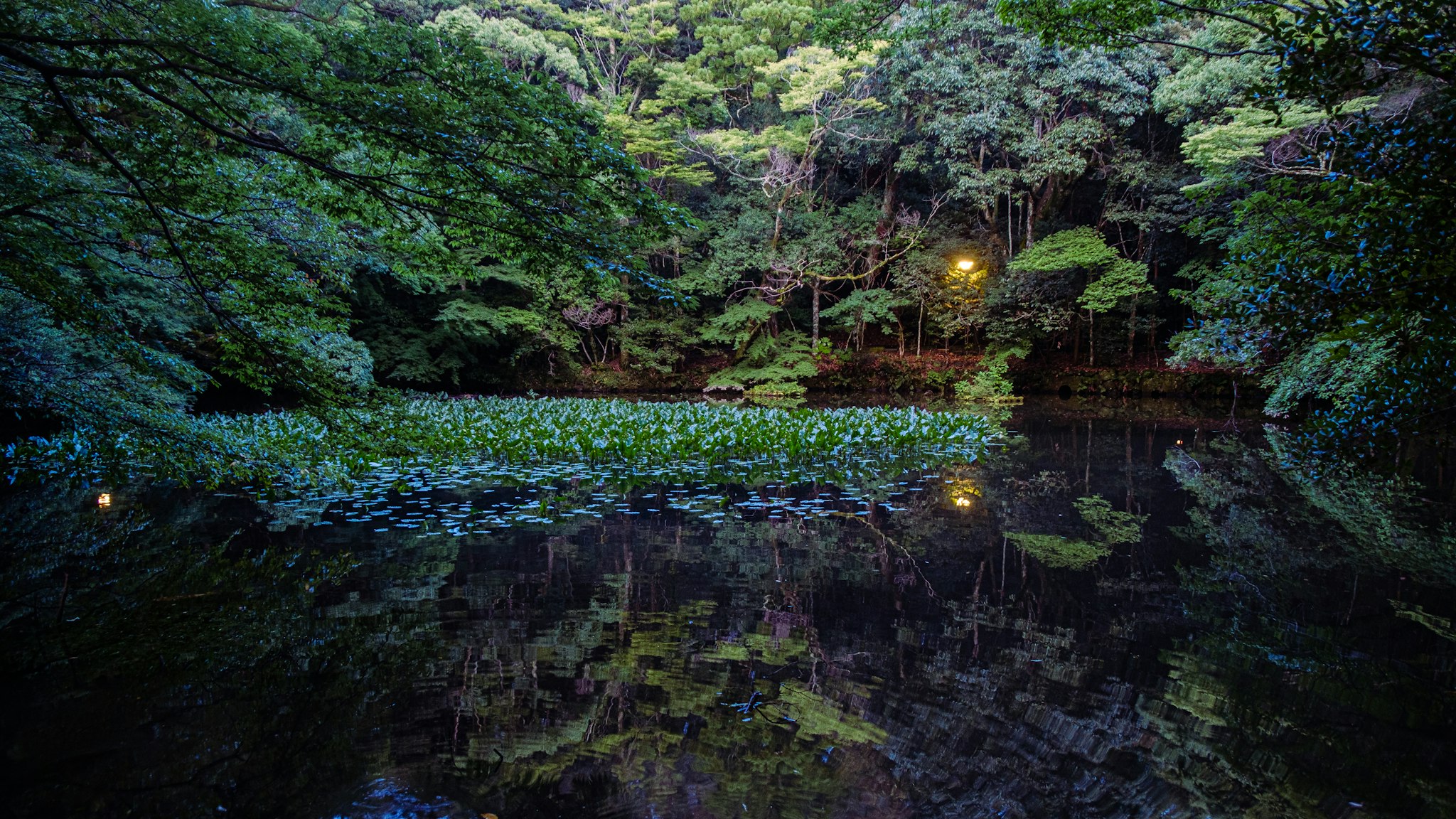 Un tranquillo lago circondato da alberi verdeggianti si riflette nell'acqua, illuminato da una luce soffusa al crepuscolo.