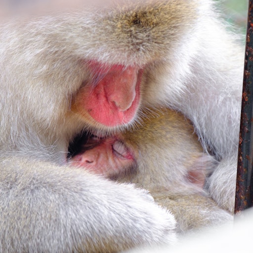 Miniatura della fotografia precedente
