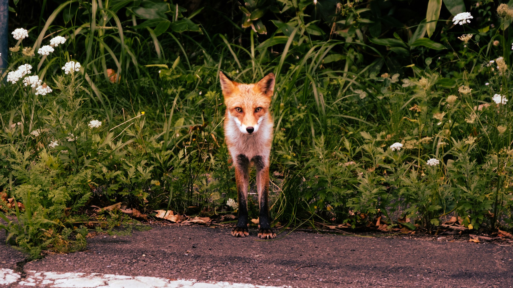 A red fox stands alert on a paved road surrounded by lush green vegetation and white wildflowers, capturing the essence of wildlife in its natural habitat.
