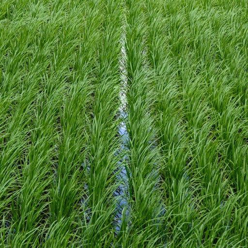 Miniatura della fotografia precedente