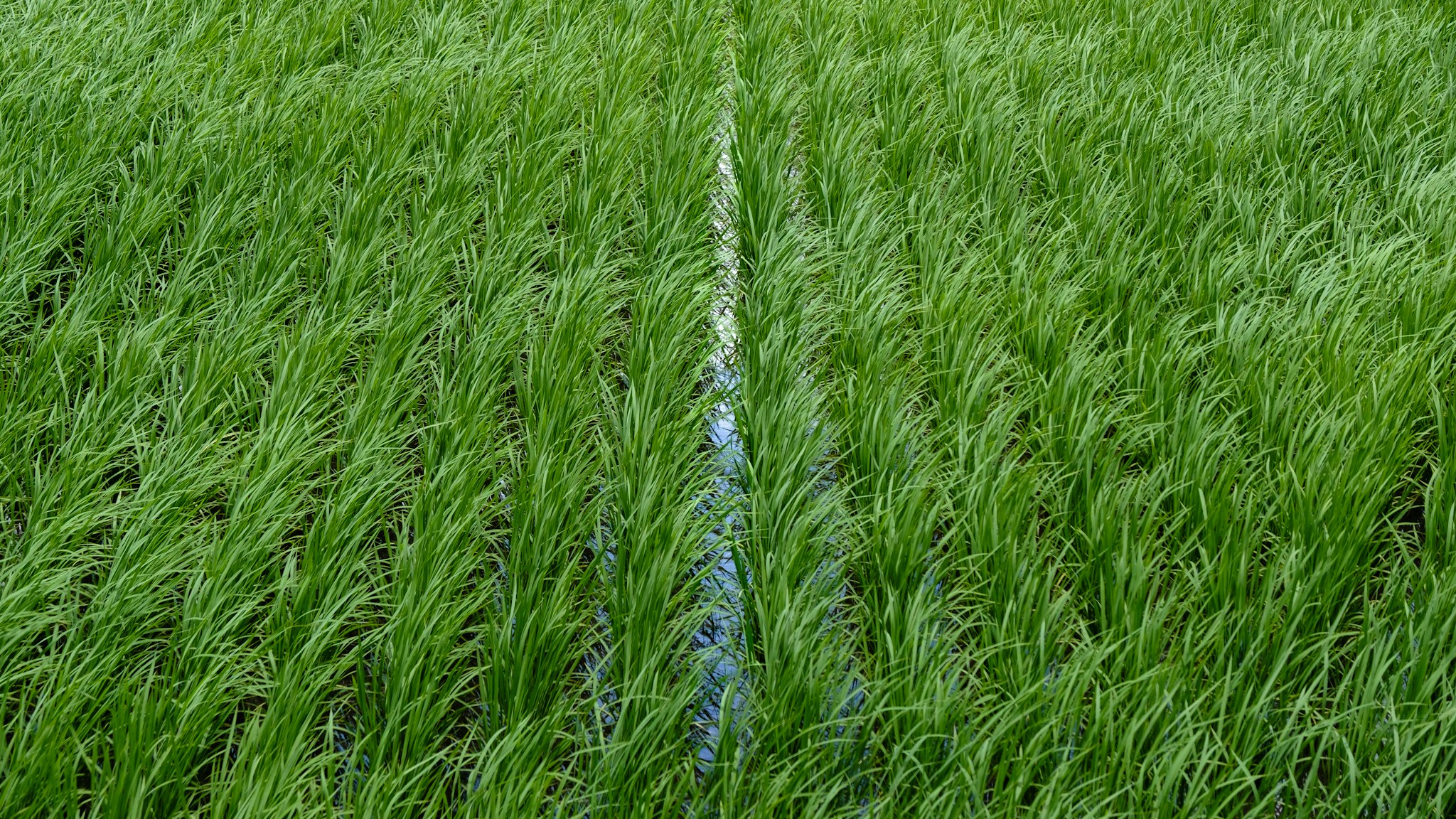 Linea dipinta sul terreno, attraversando una fitta di erbe alto.