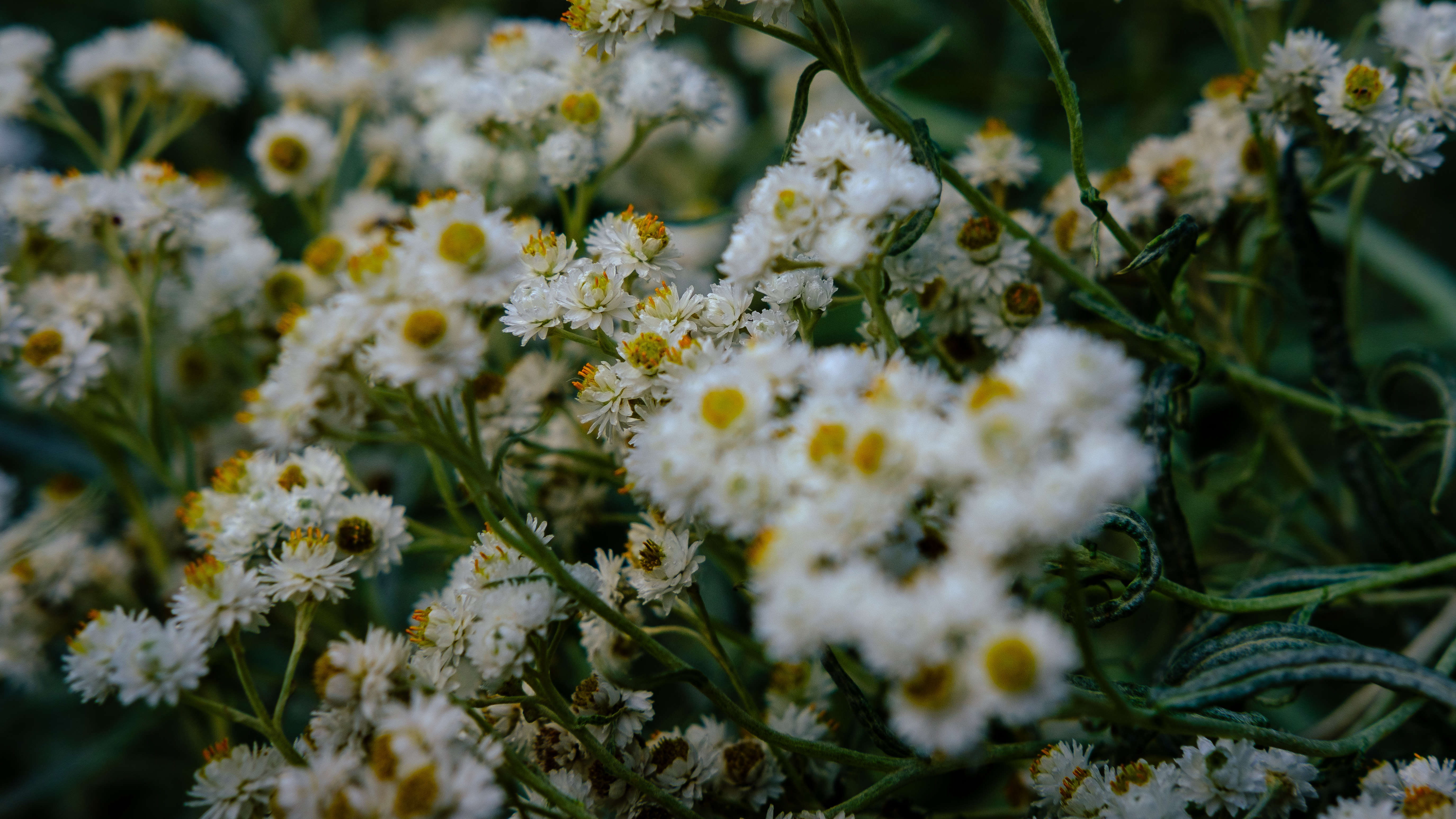 Cespugli di fiori bianchi e gialli sbocciano rigogliosi, circondati da foglie verdi, creando un vibrante contrasto naturale.