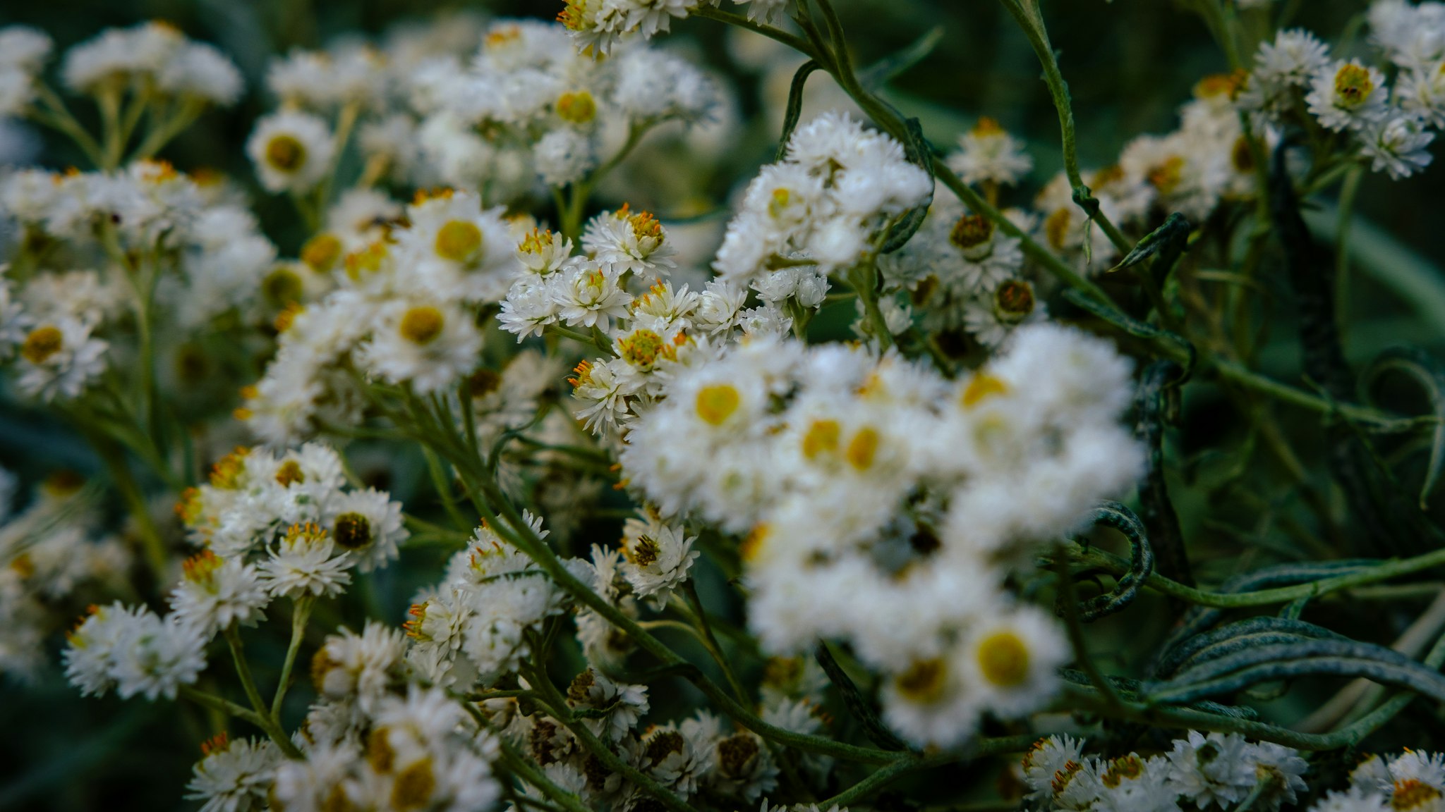A close-up of lush, blooming white wildflowers with small, densely packed petals and yellow centers, surrounded by green foliage, capturing the beauty of nature in full bloom.