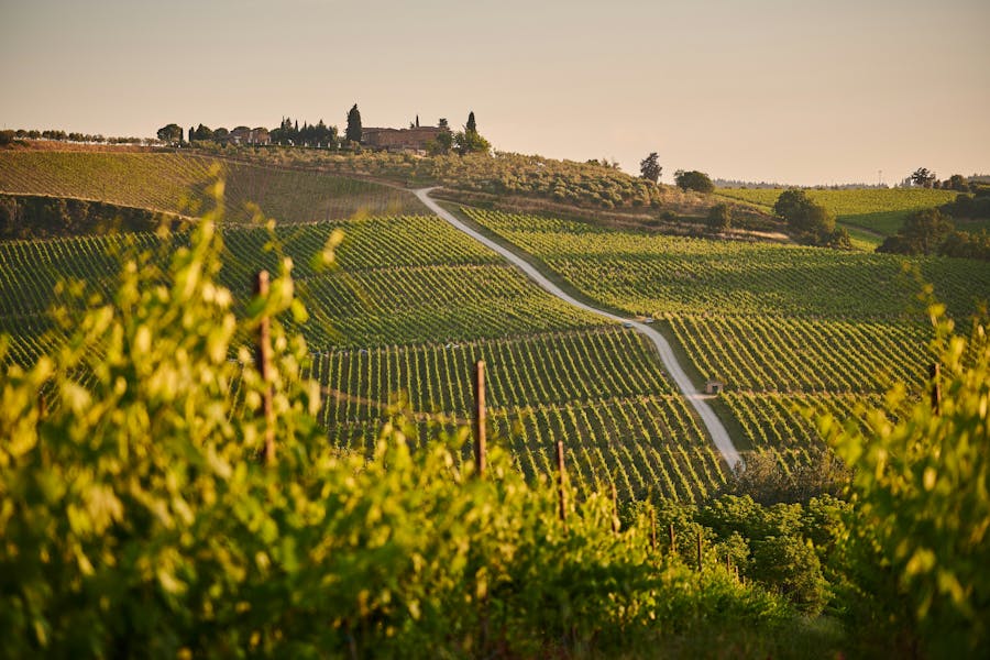 Vigna Panorama