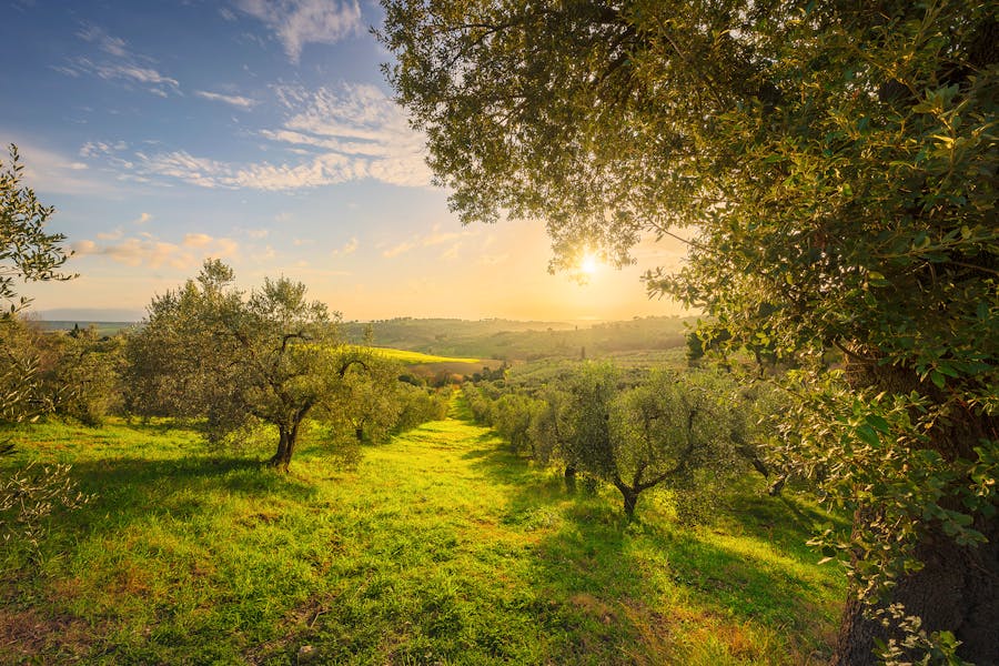 oliveto panorama
