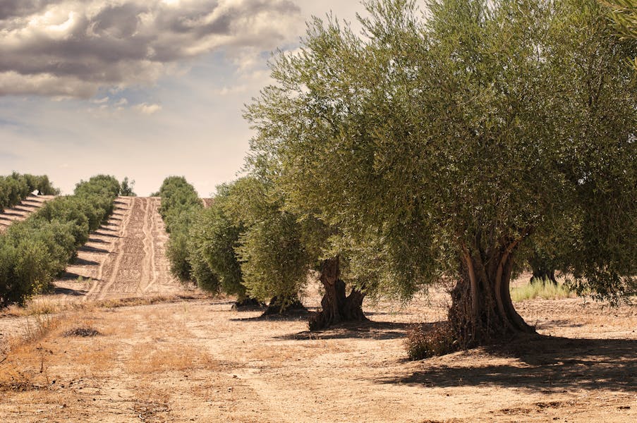 oliveto panorama