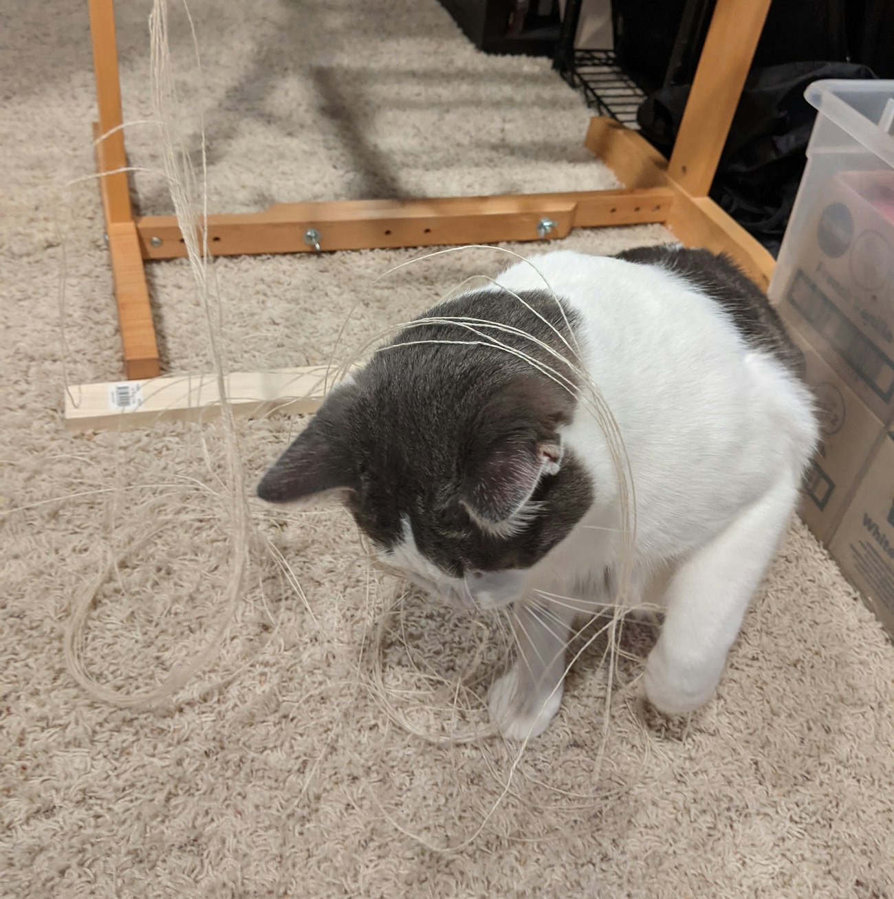 Sizing is prone to critter attack