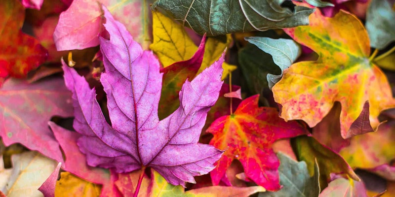 Autumn Leaves