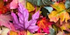 Eco Dyeing for Earth Day Image