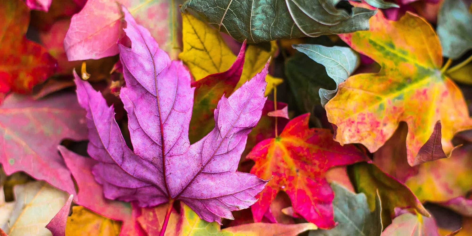 Autumn Leaves