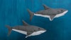 Weave a Baby Shark (Doo Doo Doo Doo) Image