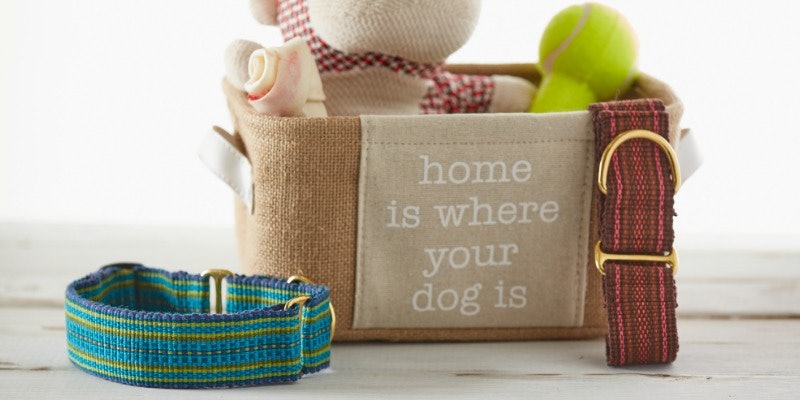 Pup Collar _Header