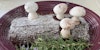 Yule Logs and Tree Scarves Image