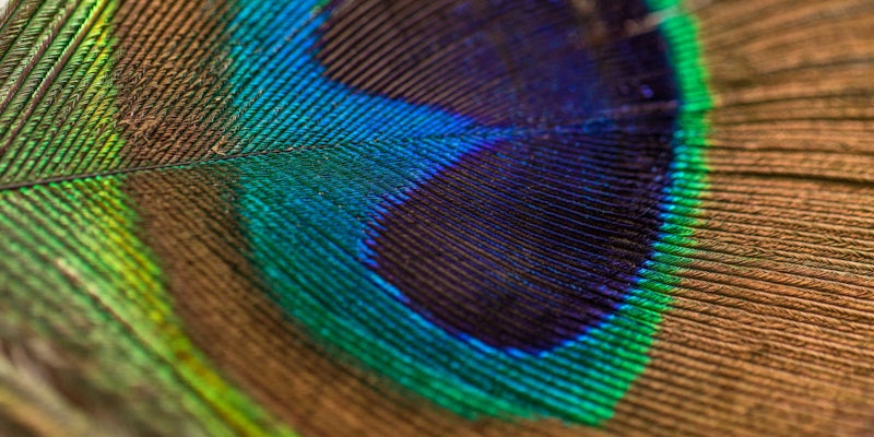 peacock feather