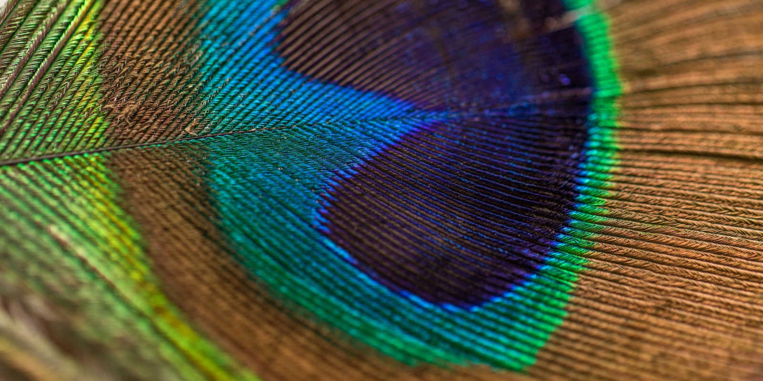 peacock feather