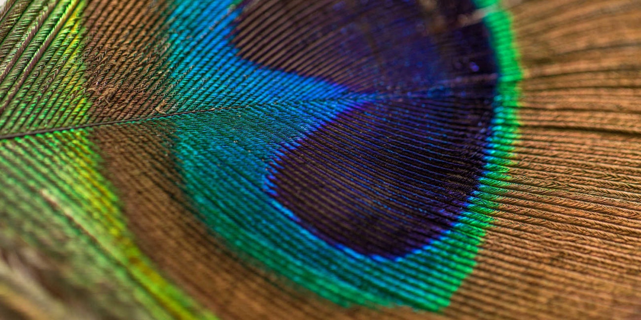 peacock feather