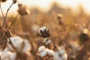 Fiber 101: Cotton and Linen Image