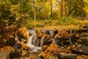 Call for Submissions Fall 2025: A Walk in the Woods Image