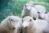 The Wonders of Wool: Sheep Image