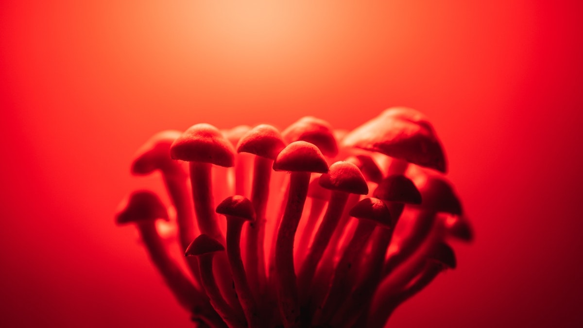 Mushroom can treat depression and alcoholism