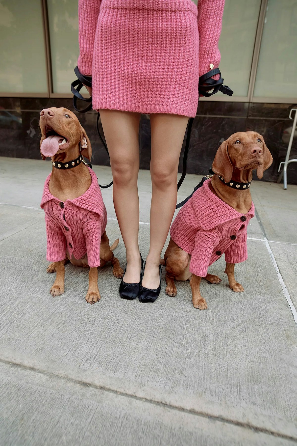 Furry Fashionistas 5 Winter 2023 Fashion Ads Featuring Stylish Dogs