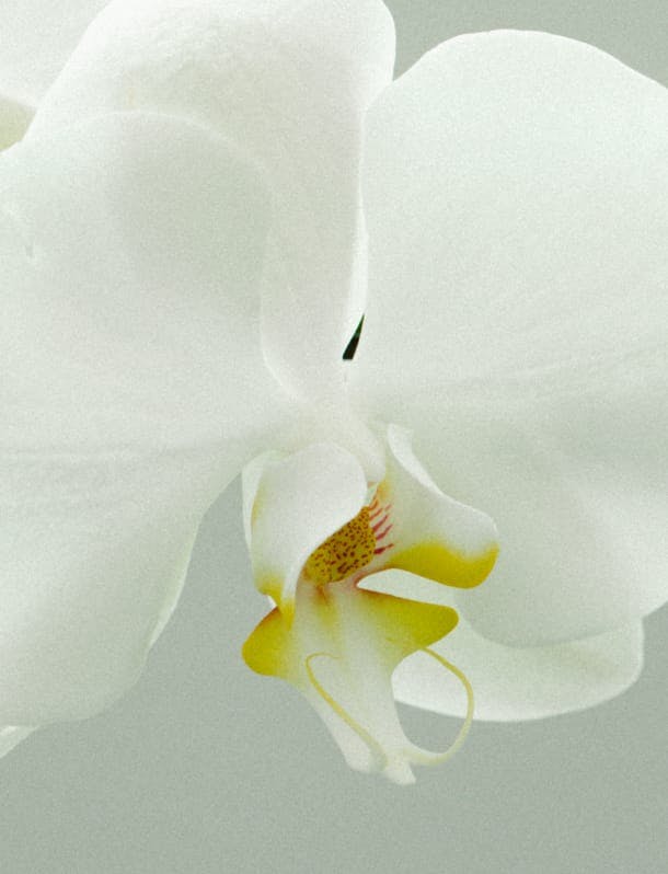White Orchid