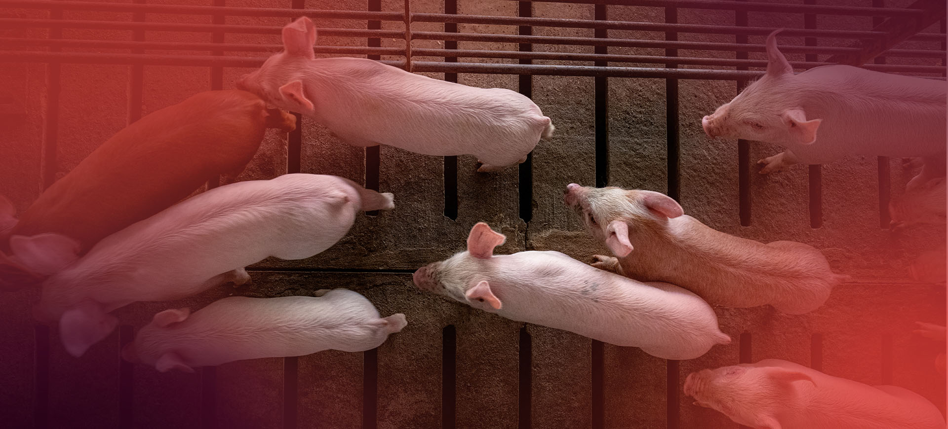 Uniferon® - The #1 iron dextran for baby pigs