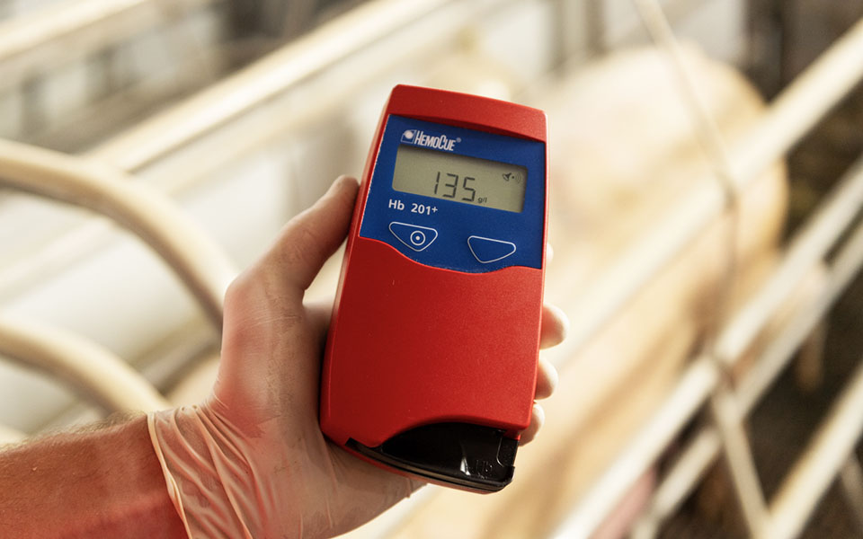 Iron Deficiency Anemia in Baby Pigs - Guinea Pig Iron Deficiency From Poor Diet