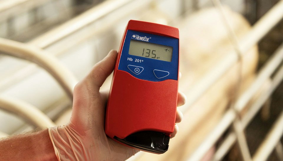 Beautiful view of How To Increase Iron In Guinea Pig Blood