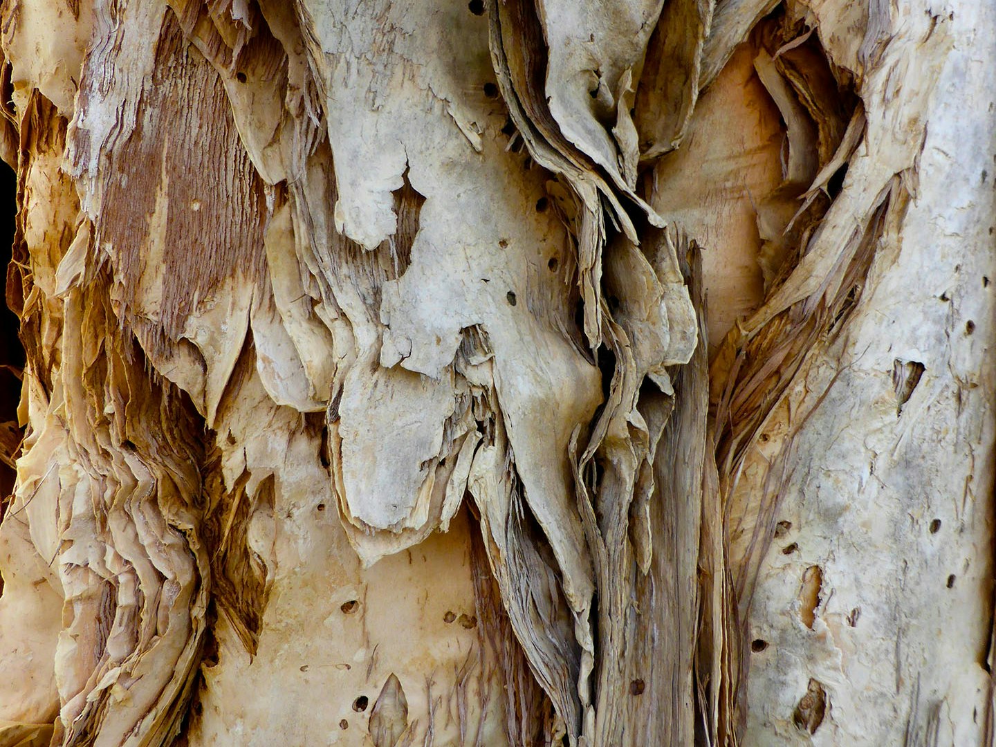 larn'wa deinan karna's paperbark