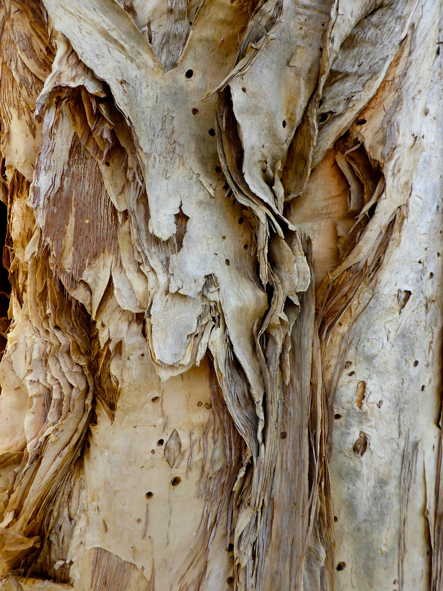 larn'wa deinan karna's paperbark