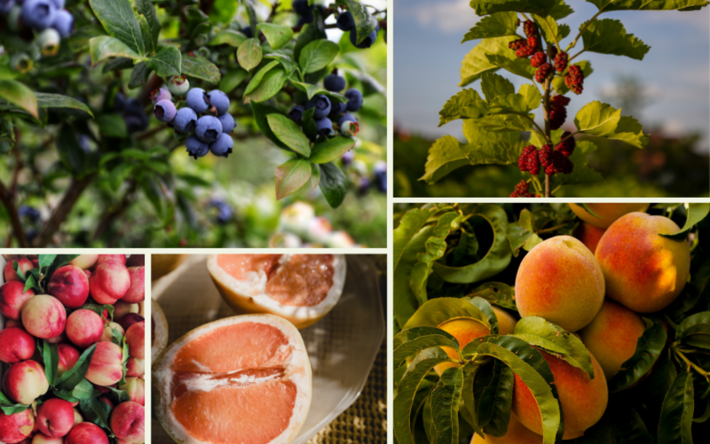 fresh seasonal produce